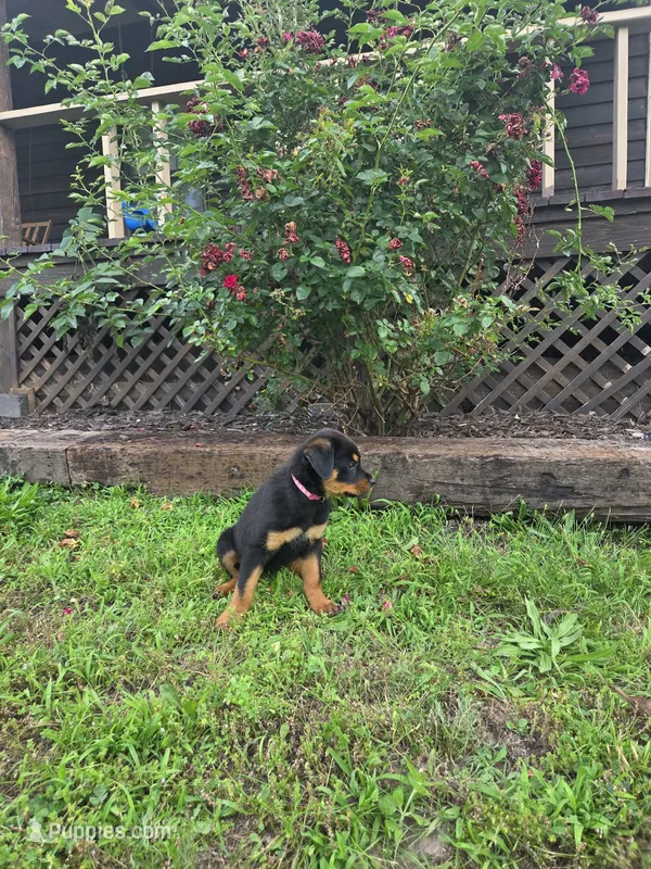 Princess  – Rottweiler puppy for sale in Joplin, MO