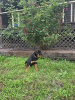 Princess , a female Rottweiler for sale in Joplin, MO – 1 of 2