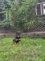 Princess , a female Rottweiler for sale in Joplin, MO – 2 of 2