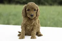 Lydia, a female Goldendoodle for sale in Oakland, MD – 4 of 4