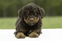 Pepper, a female Goldendoodle for sale in Oakland, MD – 2 of 4