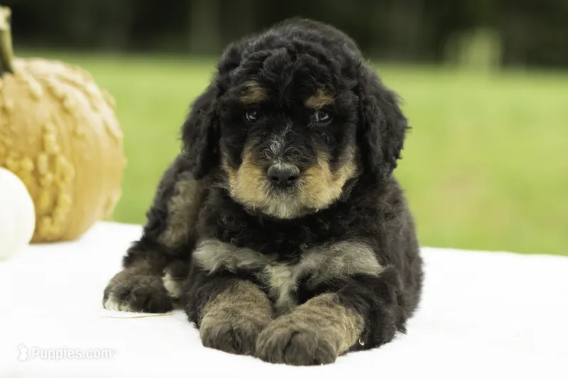 George – Bernedoodle puppy for sale in Oakland, MD