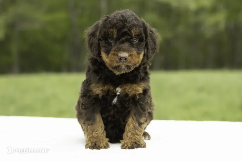 Pepper – Goldendoodle puppy for sale in Oakland, MD