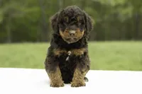 Pepper, a female Goldendoodle for sale in Oakland, MD – 1 of 4