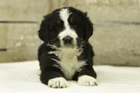 Ian, a male Bernedoodle for sale in Oakland, MD – 3 of 4