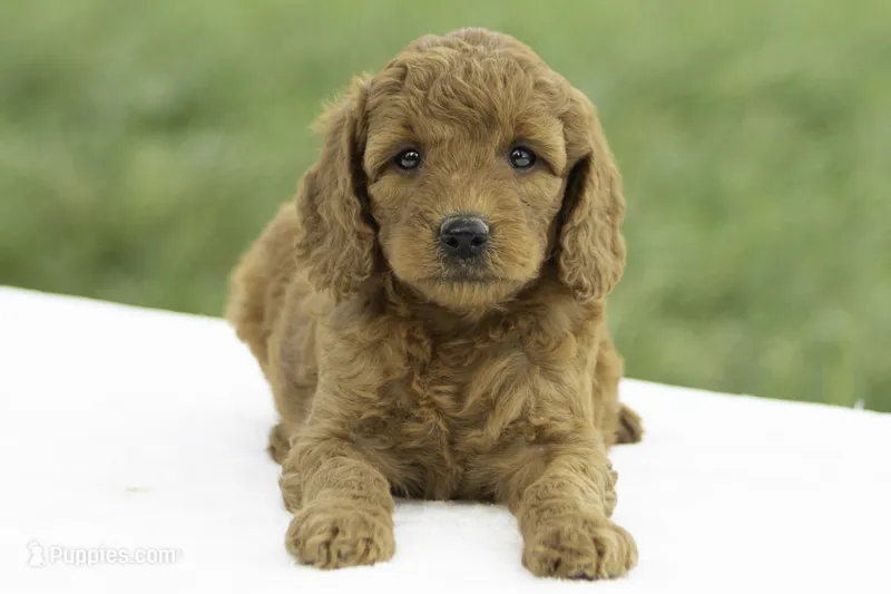 Lydia – Goldendoodle puppy for sale in Oakland, MD