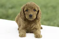 Lydia, a female Goldendoodle for sale in Oakland, MD – 1 of 4