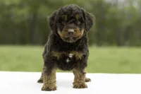 Pepper, a female Goldendoodle for sale in Oakland, MD – 3 of 4