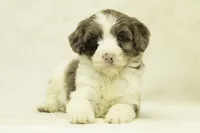 Kinsley, a female Goldendoodle for sale in Oakland, MD – Photo 2 of 4