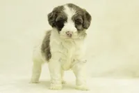 Kinsley, a female Goldendoodle for sale in Oakland, MD – Photo 4 of 4