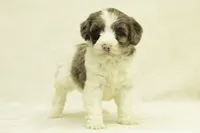 Kinsley, a female Goldendoodle for sale in Oakland, MD – Photo 1 of 4