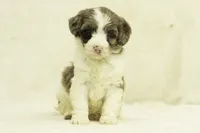 Kinsley, a female Goldendoodle for sale in Oakland, MD – Photo 3 of 4