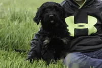 Mack, a male Goldendoodle for sale in Oakland, MD – 2 of 3