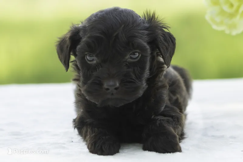 Otto – Goldendoodle puppy for sale in Oakland, MD