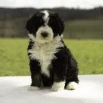 Sawyer, a male Bernedoodle for sale in Oakland, MD – 3 of 3