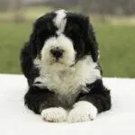 Sawyer, a male Bernedoodle for sale in Oakland, MD – 1 of 3