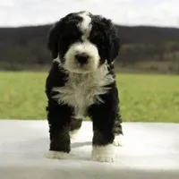 Sawyer, a male Bernedoodle for sale in Oakland, MD – 2 of 3