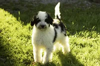 Flash, a male Bernedoodle for sale in Oakland, MD – 2 of 3