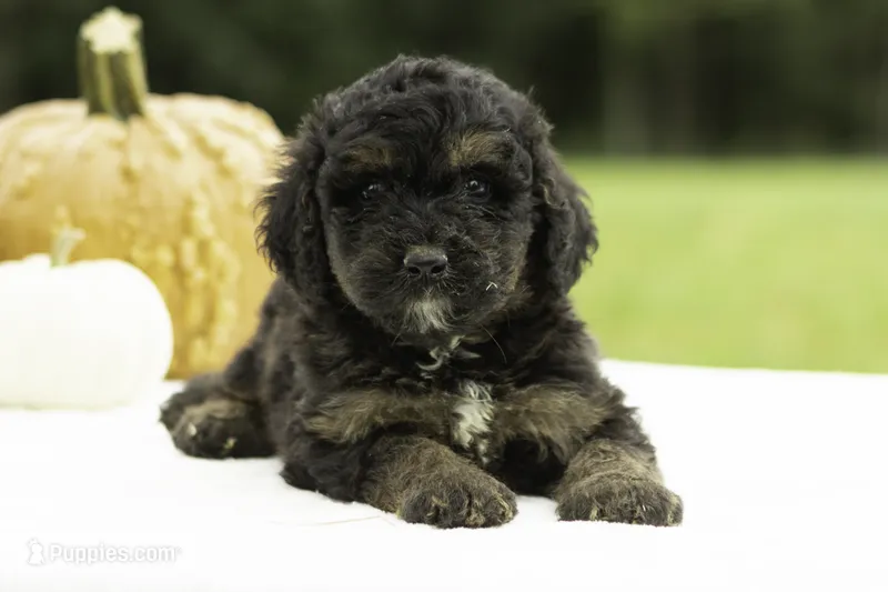 Gwen – Bernedoodle puppy for sale in Oakland, MD