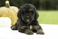 Gwen, a female Bernedoodle for sale in Oakland, MD – 1 of 4