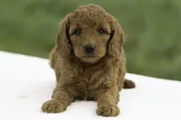 Lydia, a female Goldendoodle for sale in Oakland, MD – 2 of 4