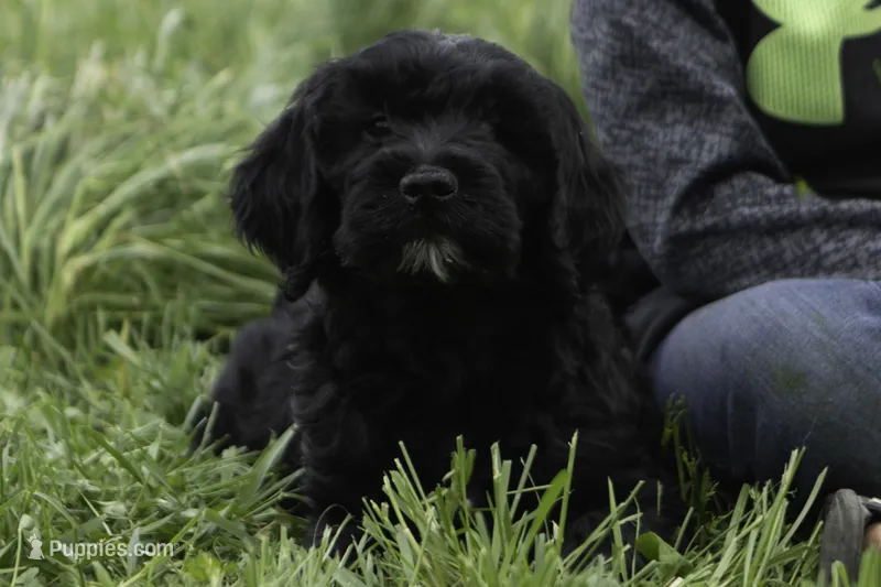 Meg – Goldendoodle puppy for sale in Oakland, MD