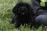 Meg, a female Goldendoodle for sale in Oakland, MD – 1 of 4
