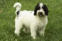 Nilla, a female Poodle - Multi-Colored Standard for sale in Oakland, MD – 2 of 3