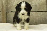 Isaac, a male Bernedoodle for sale in Oakland, MD – 2 of 4