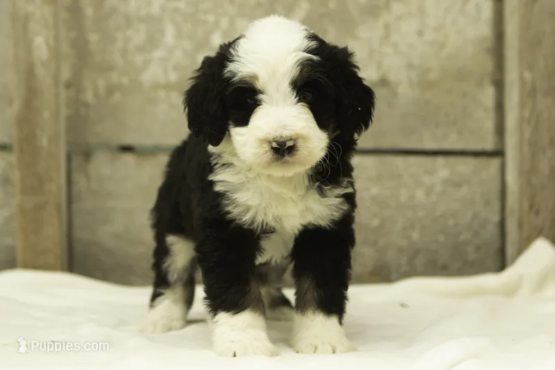 Indigo – Bernedoodle puppy for sale in Oakland, MD