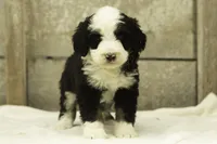 Indigo, a female Bernedoodle for sale in Oakland, MD – 1 of 4