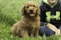 Beckett, a male Goldendoodle for sale in Oakland, MD – 2 of 3
