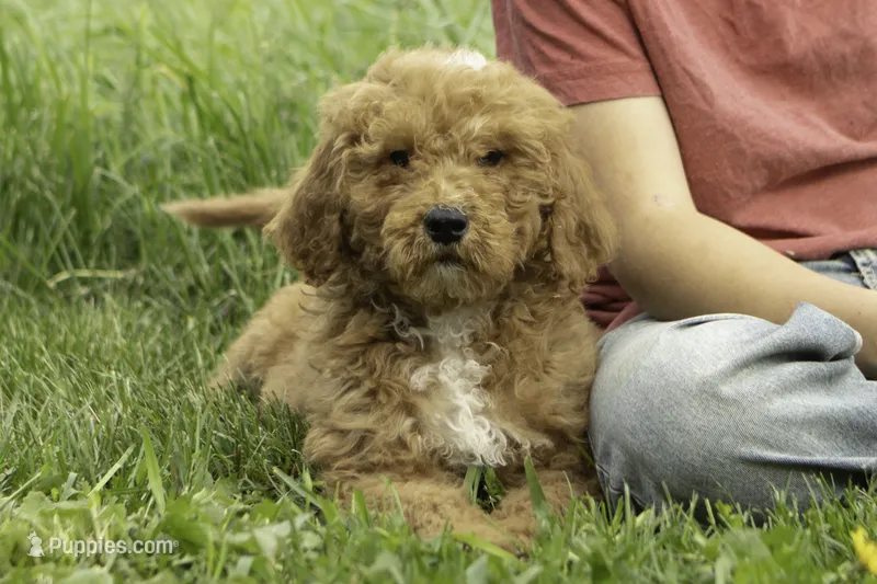 Rebel – Goldendoodle puppy for sale in Oakland, MD