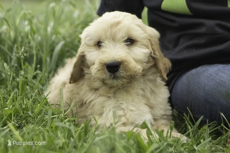 Milo – Goldendoodle puppy for sale in Oakland, MD