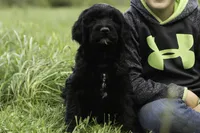 Meg, a female Goldendoodle for sale in Oakland, MD – 4 of 4