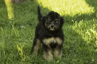 Jo-Jo, a female Bernedoodle for sale in Oakland, MD – 2 of 3