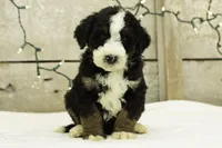 Gabe, a male Bernedoodle for sale in Oakland, MD – Photo 1 of 4