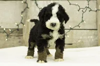 Gabe, a male Bernedoodle for sale in Oakland, MD – Photo 3 of 4