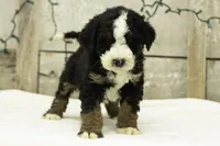 Gabe, a male Bernedoodle for sale in Oakland, MD – Photo 2 of 4