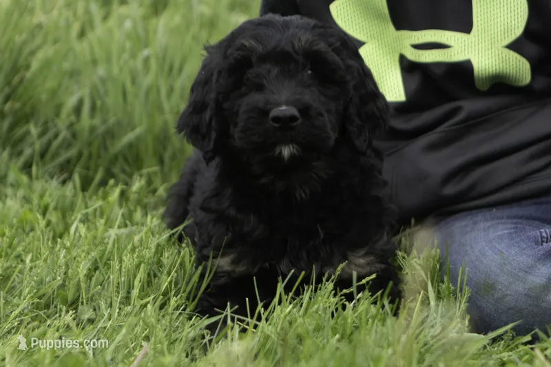 Mack – Goldendoodle puppy for sale in Oakland, MD