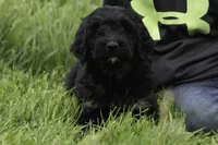 Mack, a male Goldendoodle for sale in Oakland, MD – 1 of 3
