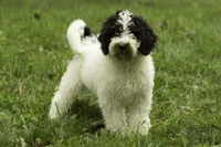 Nilla, a female Poodle - Multi-Colored Standard for sale in Oakland, MD – 3 of 3