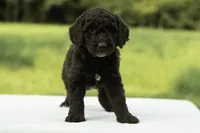 Dawson, a male Goldendoodle for sale in Oakland, MD – 4 of 4