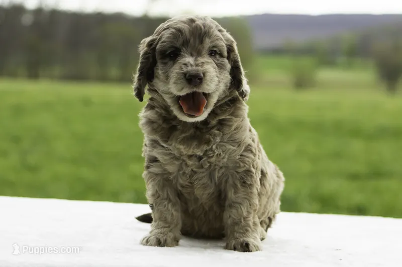 Fox – Goldendoodle puppy for sale in Oakland, MD