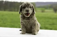 Fox, a male Goldendoodle for sale in Oakland, MD – 1 of 4