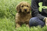 Beckett, a male Goldendoodle for sale in Oakland, MD – 3 of 3