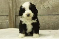 Indigo, a female Bernedoodle for sale in Oakland, MD – 4 of 4