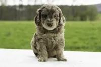 Fox, a male Goldendoodle for sale in Oakland, MD – 2 of 4