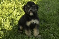 Jo-Jo, a female Bernedoodle for sale in Oakland, MD – 3 of 3