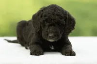 Dawson, a male Goldendoodle for sale in Oakland, MD – 3 of 4